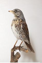 Fieldfare - Turdus pilaris